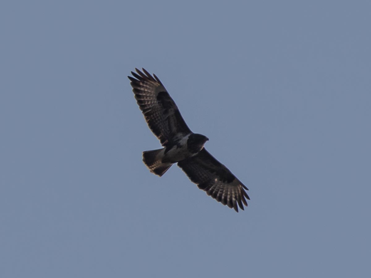 Flug